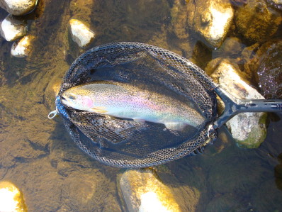 truite du no-kill ales peche a la mouche en cevennes