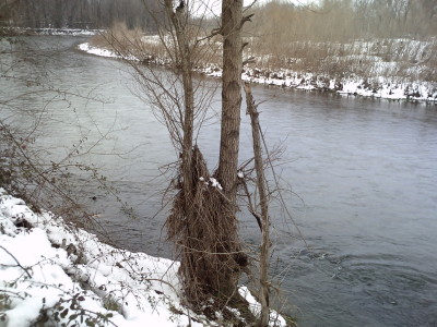 le gardon sous la neige