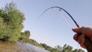 carpe streamer4