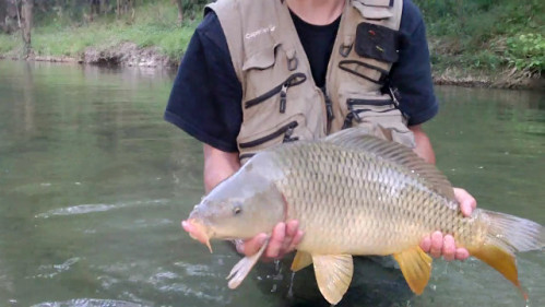 carpe a la mouche