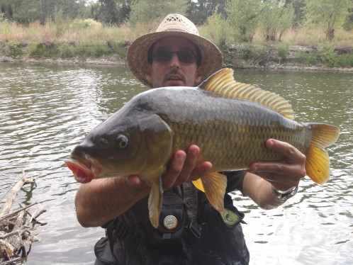carpe a la mouche