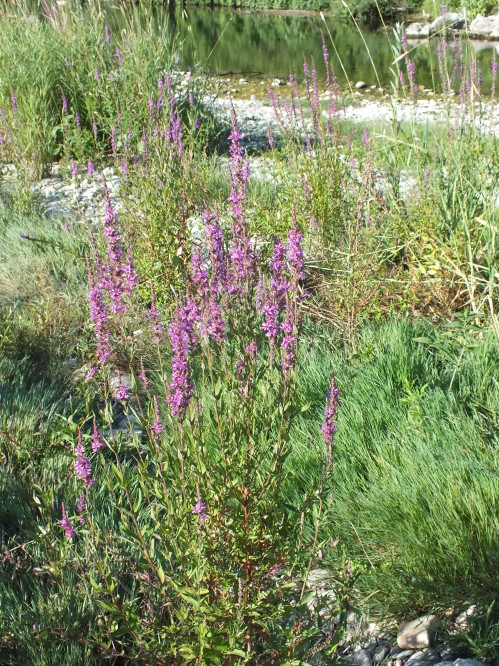 DSCF5572.JPG