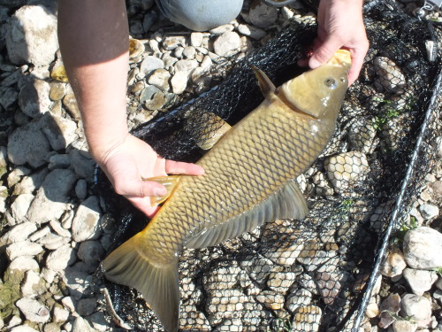 Carpe a la mouche